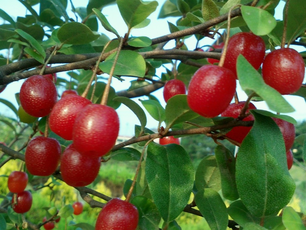 수림조경 이미지