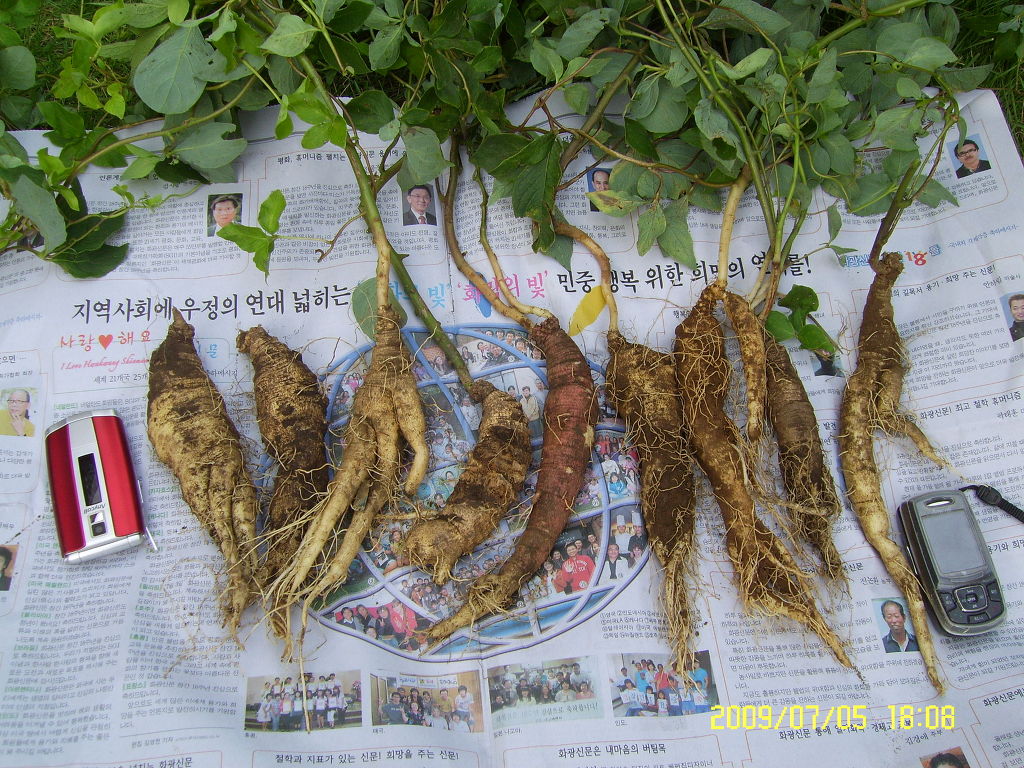 더덕 이미지