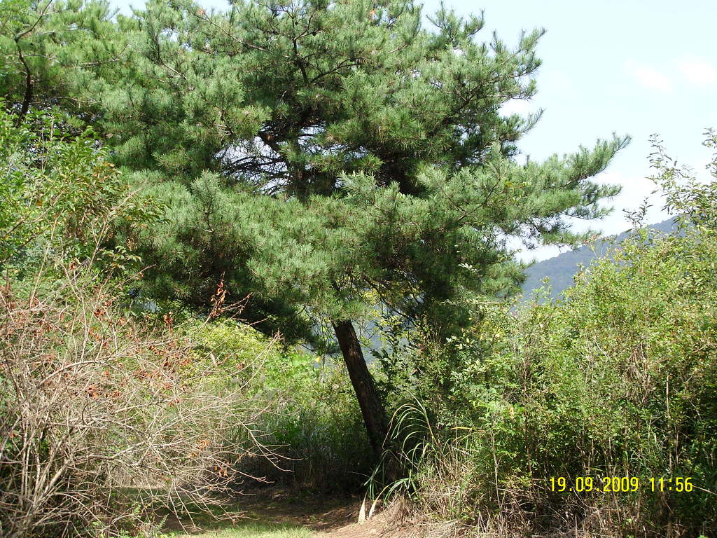 느티숲 이미지