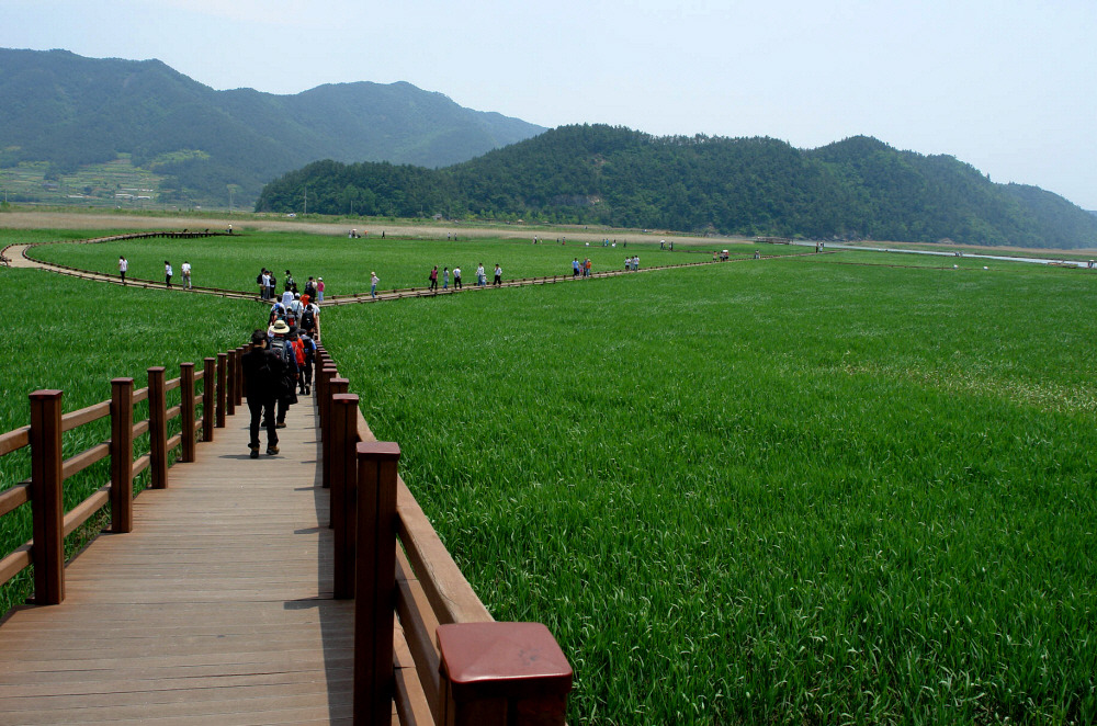 순천만 숲6 이미지
