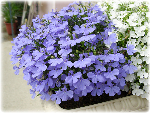 로벨리아(lobelia) 이미지