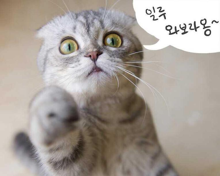 장나라를 선택한 매력쩌는 고양이 만두옹의 일상 | 인스티즈