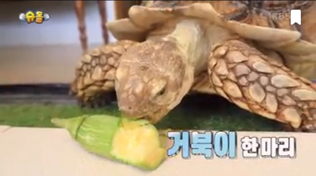 슈돌 새가족 아웃사이더 부인 미모 ㄷㄷ (반전주의) | 인스티즈