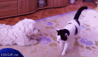 고양이 엉덩이 냄새.GIF | 인스티즈