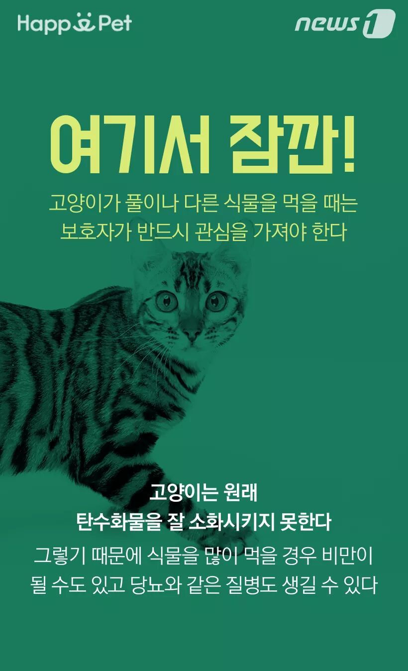 고양이가 풀을 먹는 이유 | 인스티즈
