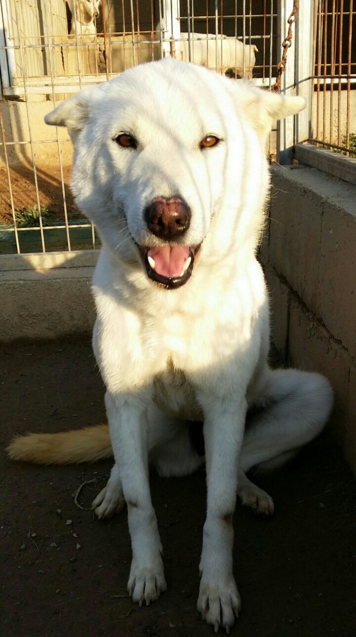 백송이 이미지