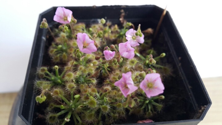겜마 이미지