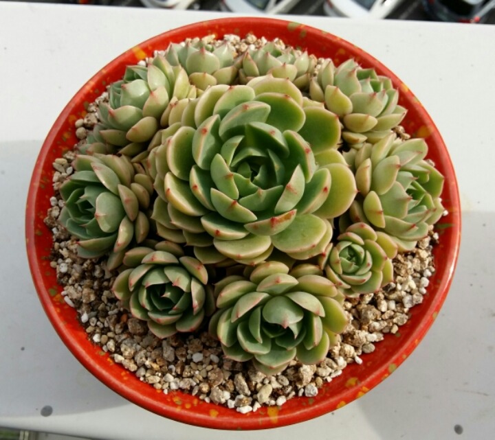 바디스 이미지