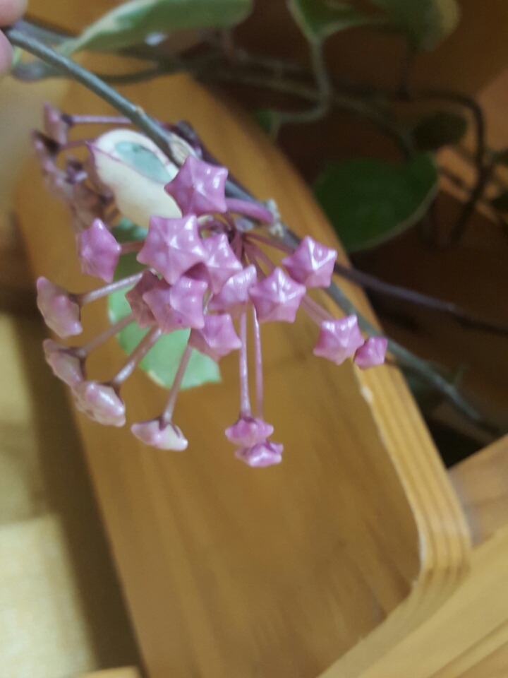 호야 이미지