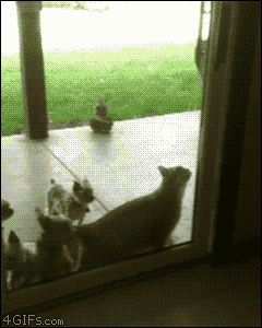 개+고양이 조합에서 보기힘든 고생하는 고양이들 .gif | 인스티즈