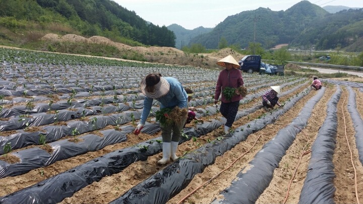 꽃순이네 이미지