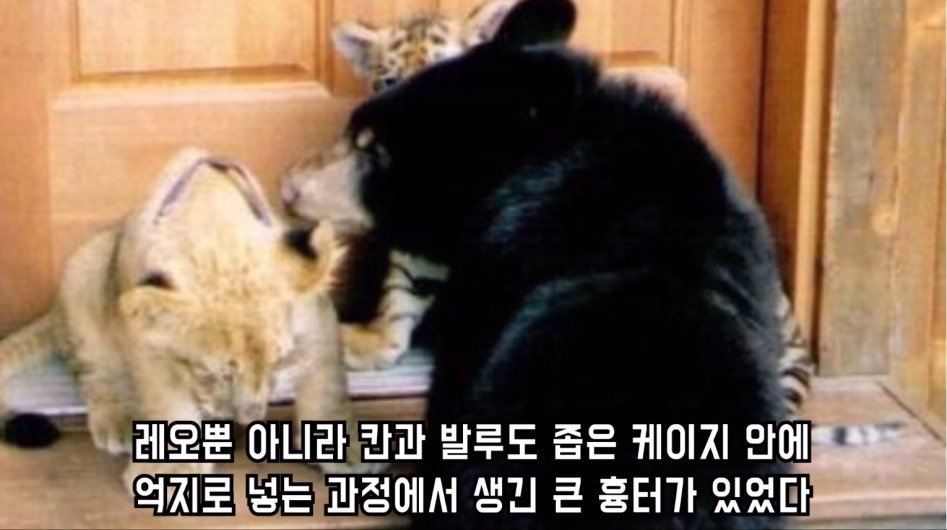 맹수 세 마리의 아름다운 우정 | 인스티즈