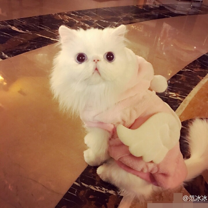 판빙빙 고양이.jpg | 인스티즈