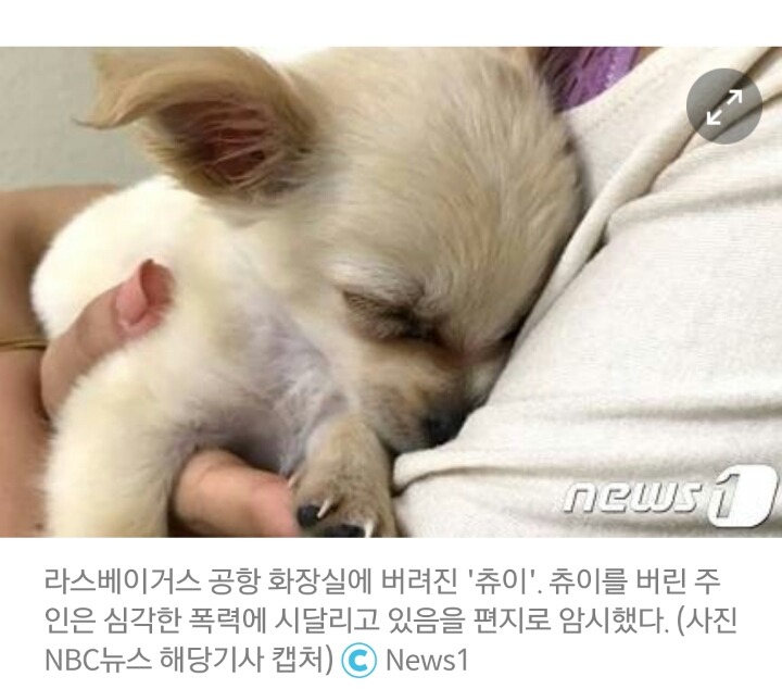 3개월 된 반려견 버린 주인이 남긴 가슴 아픈 편지 | 인스티즈