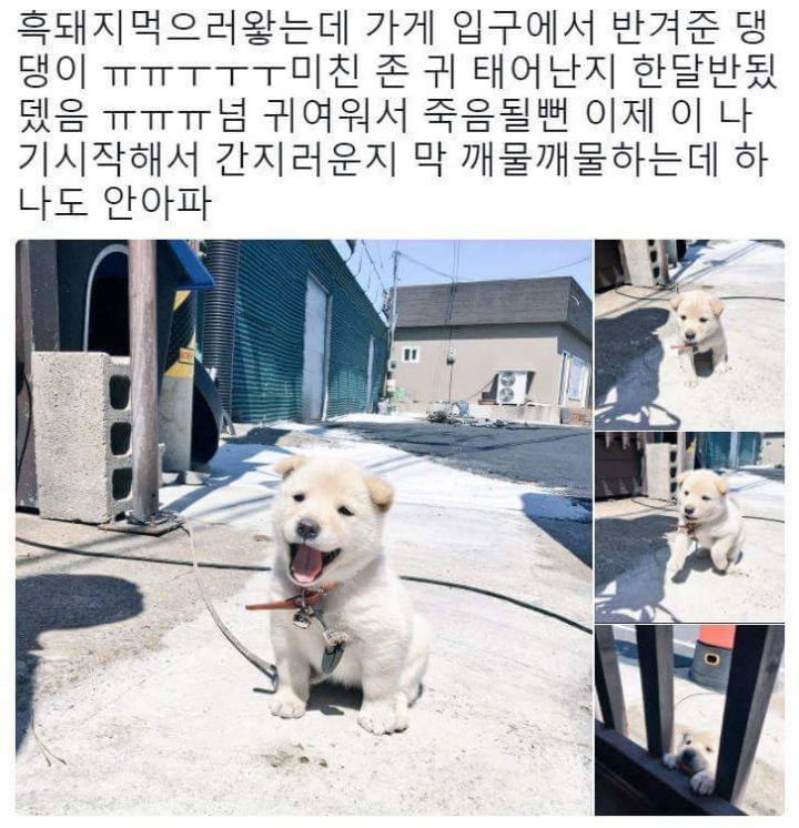 생후 1개월반 인절미 댕댕이 | 인스티즈