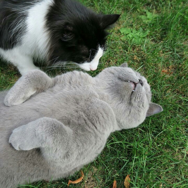 어디서나 잘자는 냥이 | 인스티즈