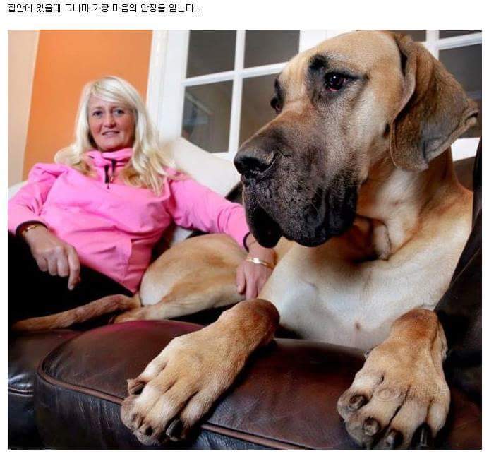 영국에 사는 신장 186cm 대형견 | 인스티즈