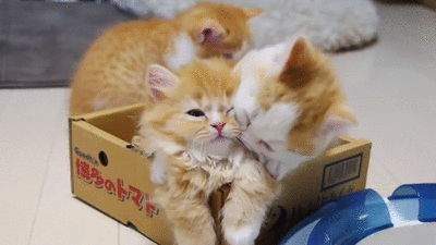 고양이 새끼들 .gif | 인스티즈