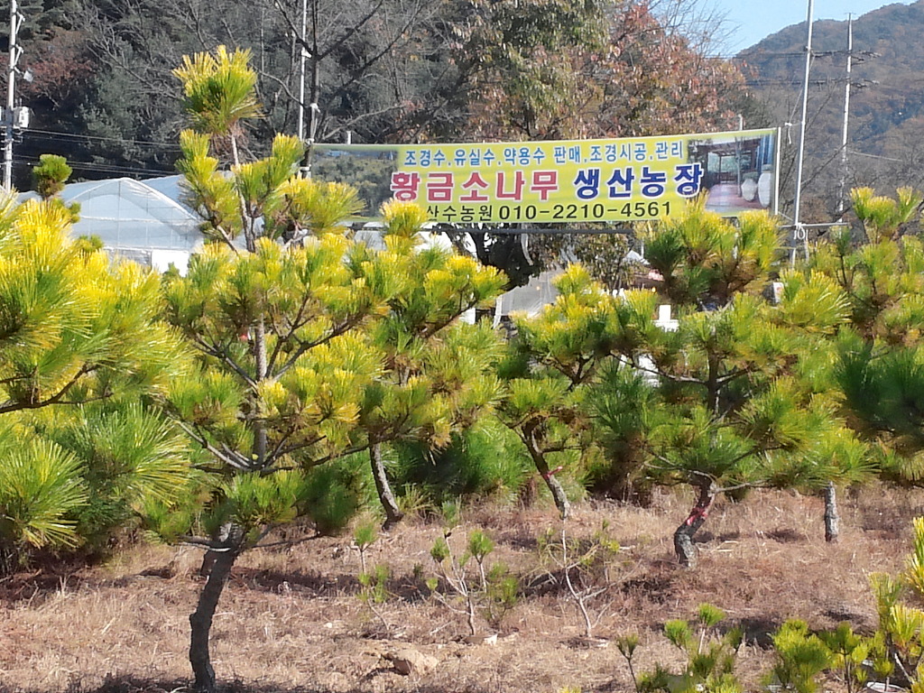 황금농장 이미지