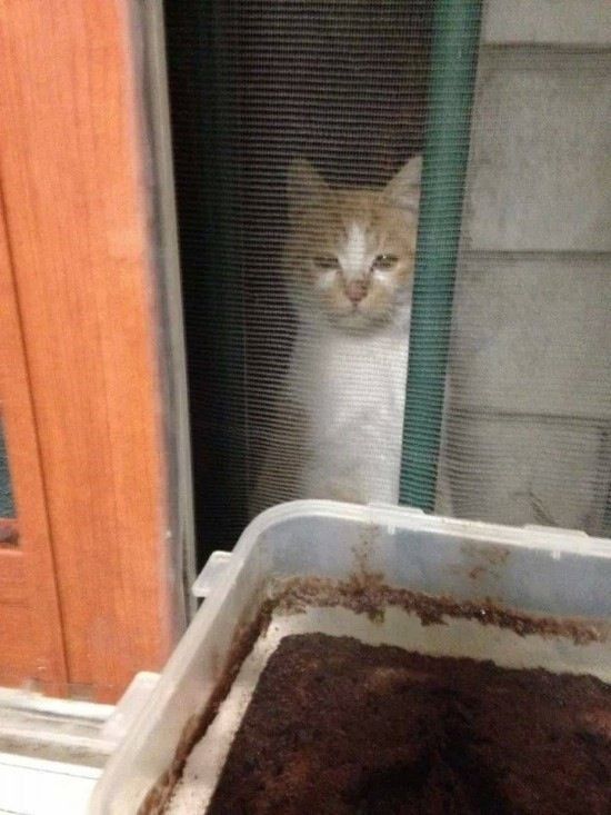 고양이 예찬 | 인스티즈