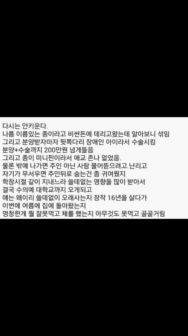 다시는 애완 동물을 키우지 않는 이유 | 인스티즈