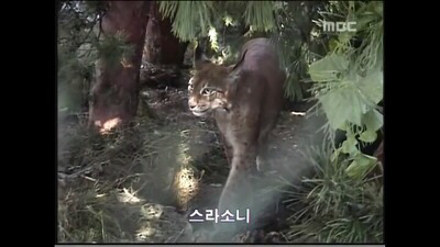 북한에가면 볼수있다는 신기한 동물들 .jpg | 인스티즈