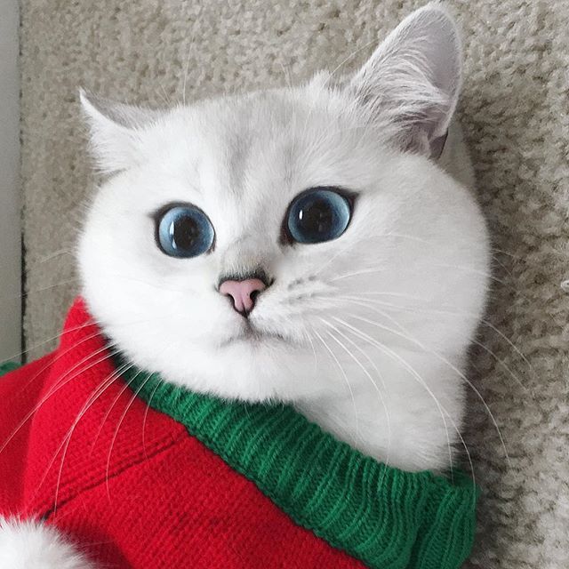 눈이 상당히 미묘한 고양이.jpg | 인스티즈