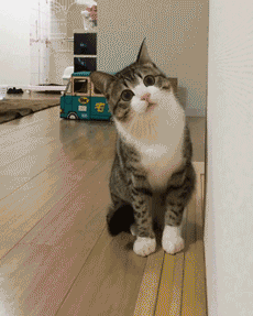[데이터주의] 고양이-고양이-고양이-고양이-고양이-Cat.gif | 인스티즈