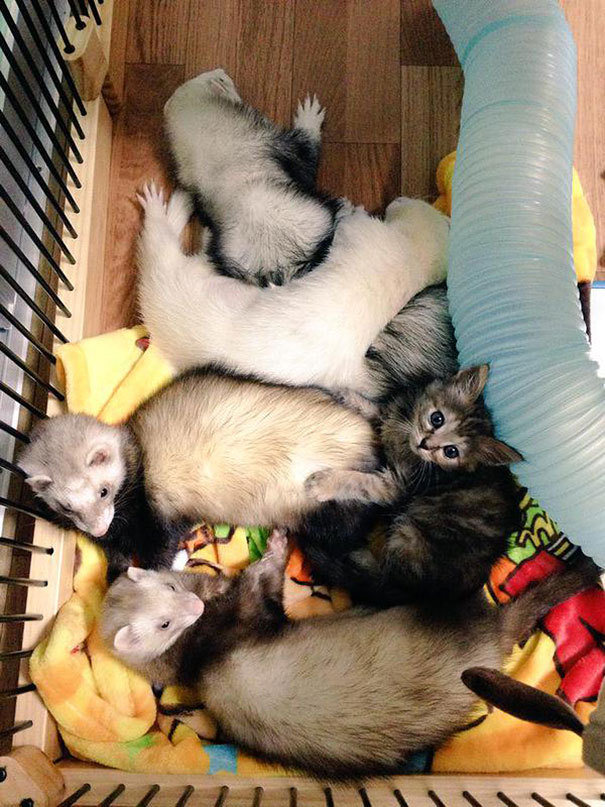 페럿과 함께 자라온 고양이 | 인스티즈