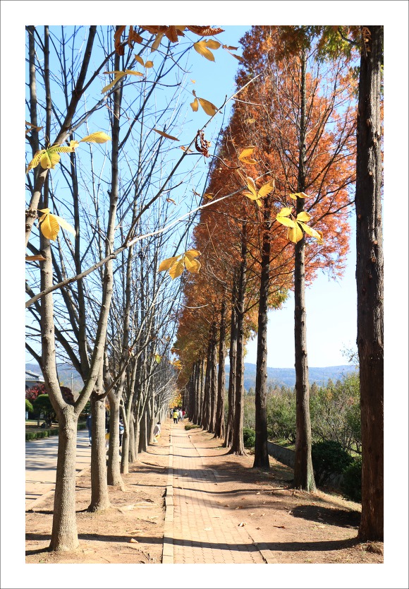 경북산림 이미지