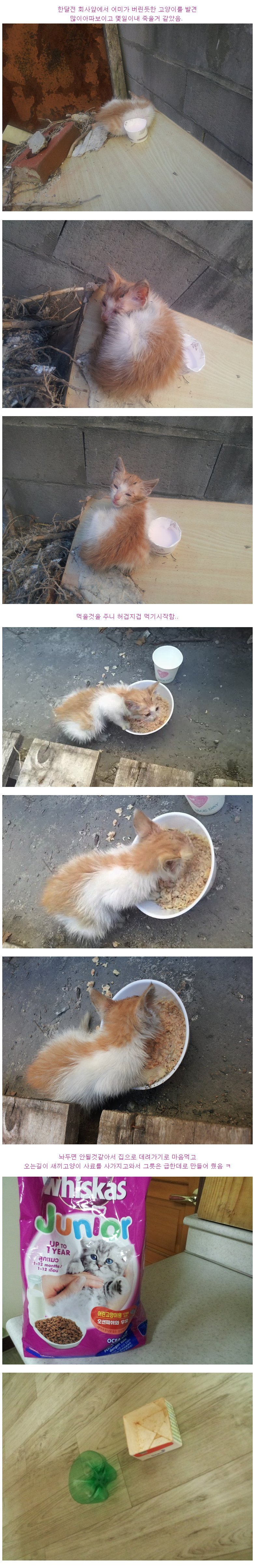 스압) 다 죽어가던 새끼 고양이 | 인스티즈