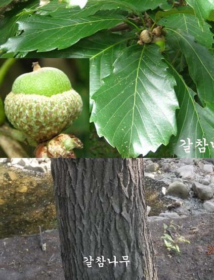 상수리나무 이미지