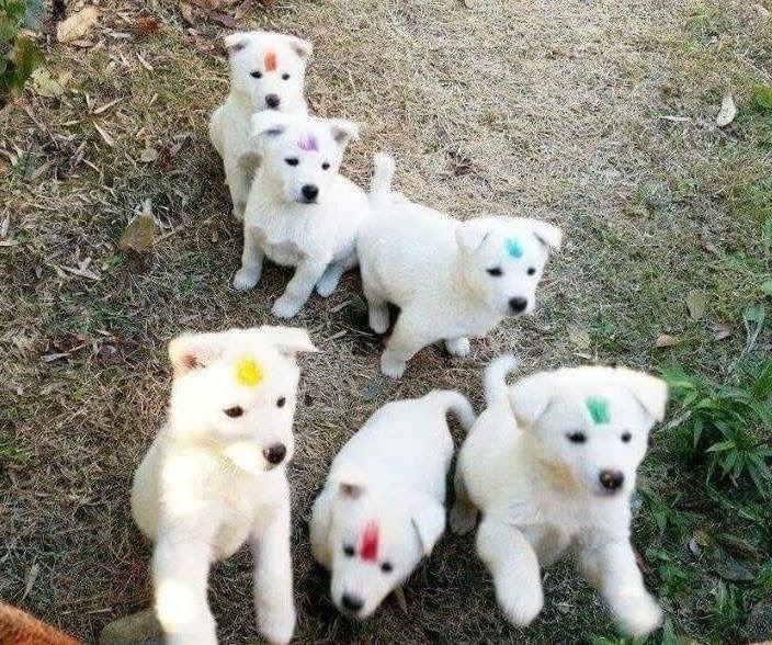강아지 구별법.jpg | 인스티즈