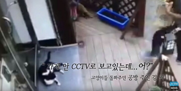 분노주의)웃는 얼굴로 새끼 고양이 내던지고 도망간 미친넘 | 인스티즈