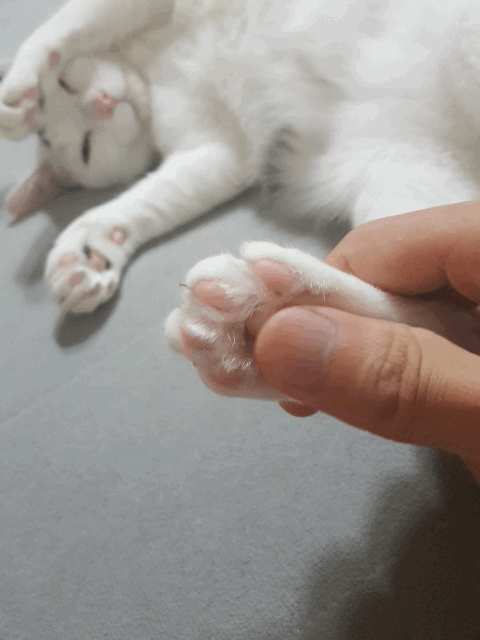 아 집사녀석 또 시작이네 | 인스티즈