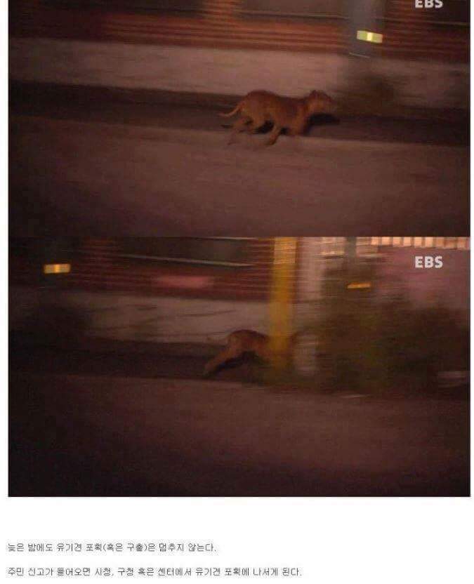 나는 아직 살수 있는데 왜 죽으라하나요 | 인스티즈