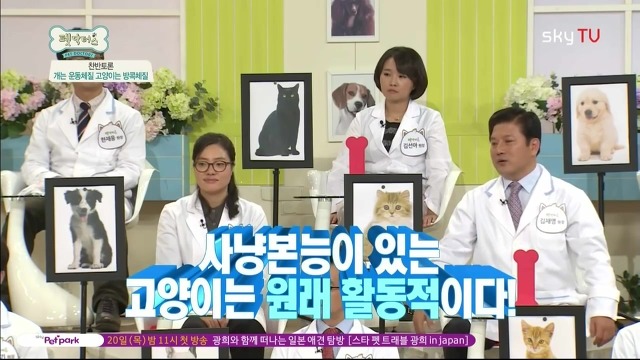 운동체질 강아지와 방콕체질 고양이?! | 인스티즈