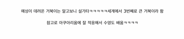 흔치 않은 아이돌의 애완동물 일대기.jpg | 인스티즈