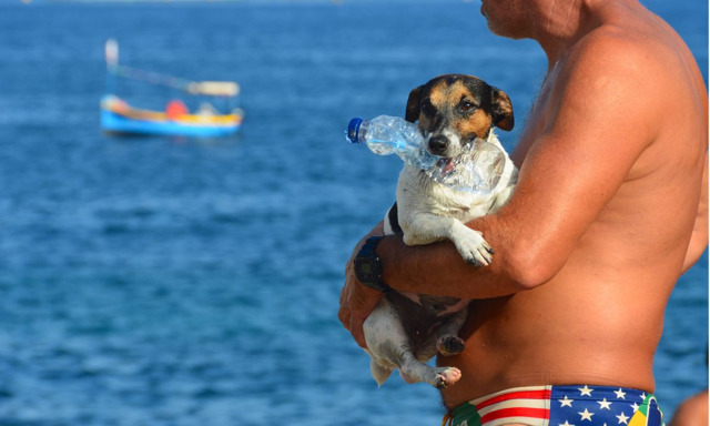 지중해 사는 멍뭉이 .gif | 인스티즈