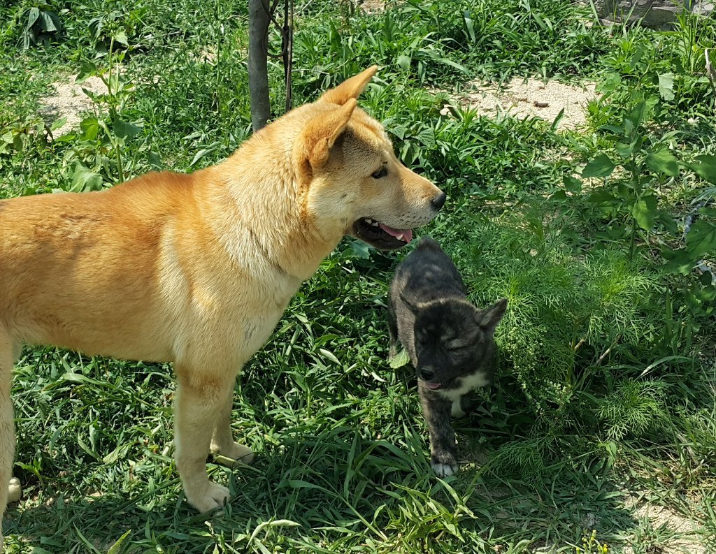 귀선 이미지