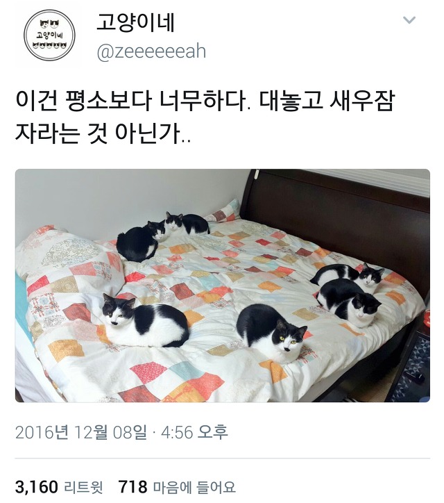  다시 돌아온 트위터 아무말대잔치55555.twt | 인스티즈