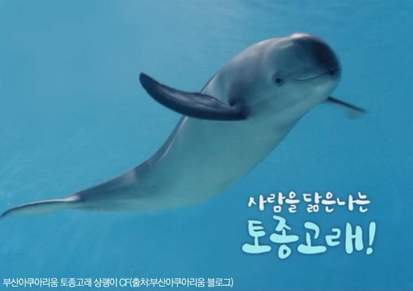 귀여운 나는 우리나라 토종 고래!.jpg | 인스티즈