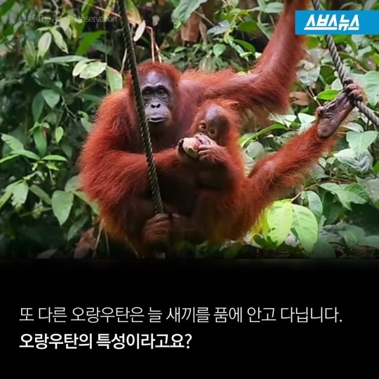 숲속에 사는 사람들 | 인스티즈