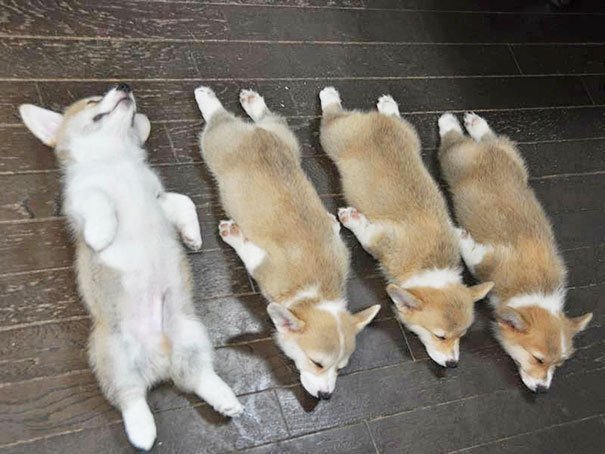잠자는 멍뭉이.. jpg.. | 인스티즈