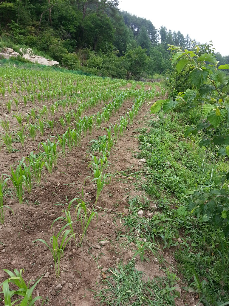 수수풀 이미지