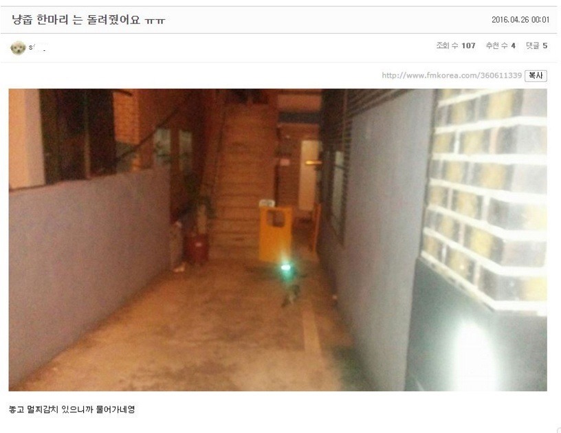 어느 사이트의 냥줍한 사람 | 인스티즈