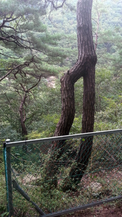 차사랑 이미지
