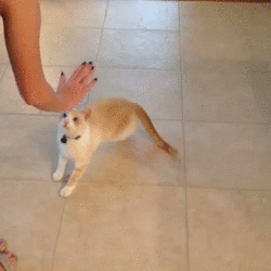 냥이파이브.gif | 인스티즈