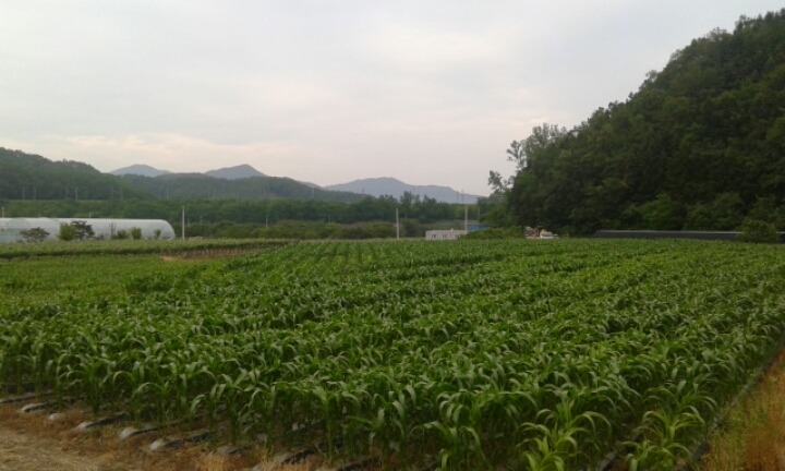 부부옥수수 이미지