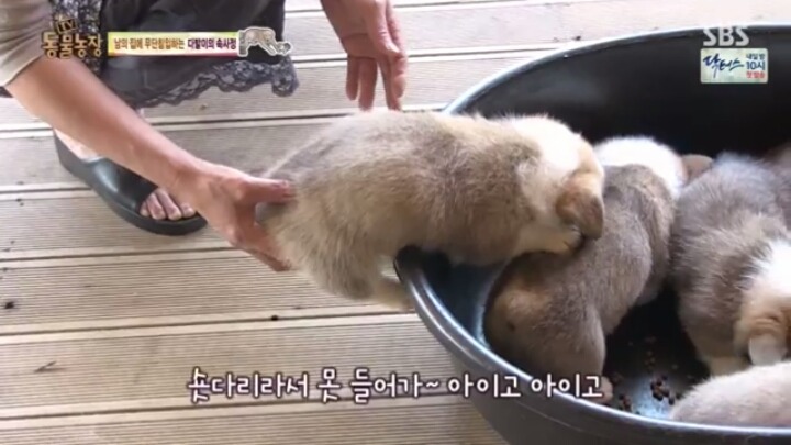 [동물농장] 웰시코기 6남매.jpg | 인스티즈
